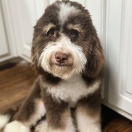 Poppy - Bernedoodle