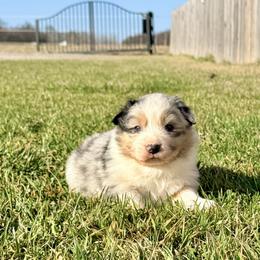 BBQ (lime collar) - Blue merle male Australian Shepherd puppy in Ashland, Ohio from SS Australian Shepherds