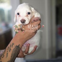Dominic Toretto - Cream male Dachshund puppy in Stockton, California from M&M Dachshund's & Goldens
