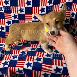 Yellow - Red female Miniature Pinscher puppy in Eaton, New York from Snomoon Miniature Pinschers  & Pembroke Welsh Corgi