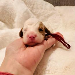 Burgundy Collar - Parti female Goldendoodle puppy in Miami, Florida from GoldStar Doodles USA