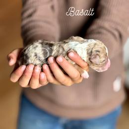 Basalt - Chocolate merle male Bernedoodle puppy in Tulsa, Oklahoma from The Poodle Co. Raising Doodles & Poodles