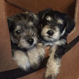 Miniature Schnauzer Puppies from TJ's Silver Paws Miniature Schnauzers