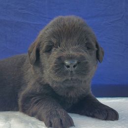 Hector (Red) - Black male Newfoundland puppy in Winfield, Pennsylvania from Najuananlo Newfoundlands