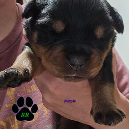 Purple - Black and mahogany female Rottweiler puppy in Tangent, Oregon from Raya's Royals