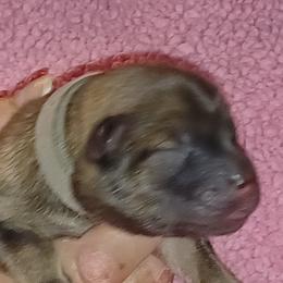 Grey Collar - Fawn female Eurasier puppy in Lakewood, Ohio from Exquisite Eurasier