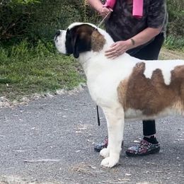Kupid - Saint Bernard