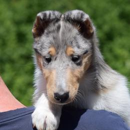 Tristan - Blue merle white and tan male Collie puppy in North Carolina from Sunway Kennels