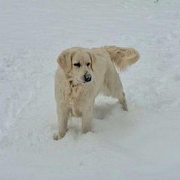 Violet - Golden Retriever