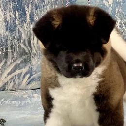 Akita from Rakkasan Akitas