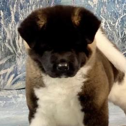 Akita from Rakkasan Akitas