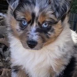 Miniature Australian Shepherd and Toy Australian Shepherd Puppies from Rye Hill Aussies