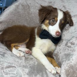 Brownie - Red tri male Toy Australian Shepherd puppy in Alabama from SBA Aussies