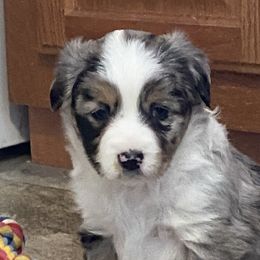 Dachshunds and Miniature Australian Shepherds from Homestead Doxies & Shepherds LLC