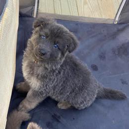 Boy 2 - Blue male German Shepherd puppy in Pelham, North Carolina from P & P Shepherds