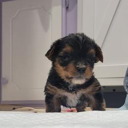 Spike - Black and tan male Yorkshire Terrier puppy in Chickasha, Oklahoma from SISSYS YORKIES