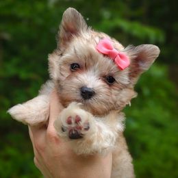 Companion Cross, Havanese, Mal-Shi, Maltese, Maltipoo, Morkie, and Shih Tzu Puppies from Seeking Shalom Acres Maltese, Maltipoos & Havamalts
