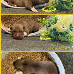 Brook - Red and white female Siberian Husky puppy in Canton, Ohio from Bleu Skies Siberian Huskies