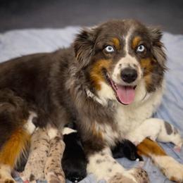 Sofie - Australian Shepherd