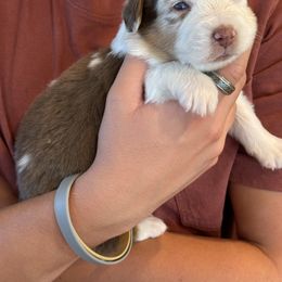 Australian Shepherd Puppies from Batt Ranch Australian Shepherds