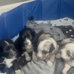 Toy Australian Shepherd puppies from Bama Belle Aussies