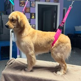 Loretta - Golden Retriever