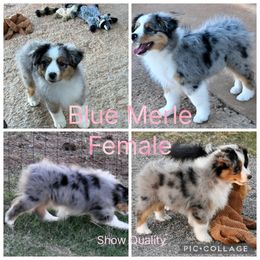 Girl 1 - Blue merle female Miniature American Shepherd puppy in Cache, Oklahoma from Southern Charm Mini Aussies