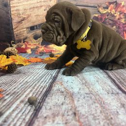 Chinese Shar-Pei and Companion Cross Puppies from Mini Hippo Land