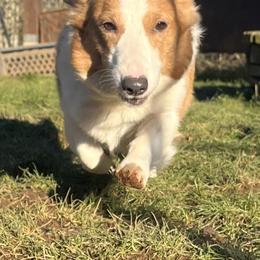 Sadie - Pembroke Welsh Corgi