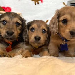 Dachshunds from Lunas Dashing Doxies