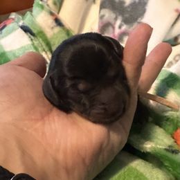 Turkey - Black and tan female Dachshund puppy in Monitor, Washington from Shannon Dolly’s Dachshunds