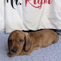 Magnus - Dapple male Dachshund puppy in Homosassa, Florida from SAN’S Dachshunds