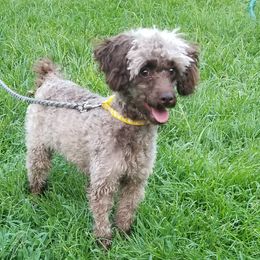 Gypsy - Poodle
