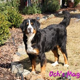 Maggie - Bernese Mountain Dog