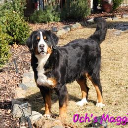 Maggie - Bernese Mountain Dog