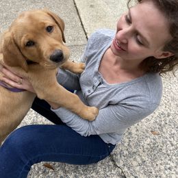 Labrador Retriever Puppies from Spring Water Labs of the Carolinas