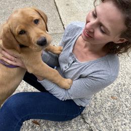 Labrador Retriever Puppies from Spring Water Labs of the Carolinas
