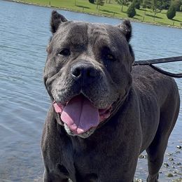 Cane Corso from Mississippi Mastiffs