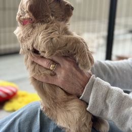 Australian Labradoodle Puppies from My Three Doodles