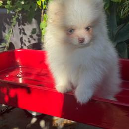 Nico - Cream male Pomeranian puppy in Stockton, California from lunas_poms