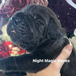 White ribbon black boy - Black male Great Dane puppy in Georgia from Night Magic Danes