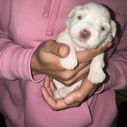 Kara- Astra - White female Miniature Schnauzer puppy in Pearland, Texas from K & S Schnauzers