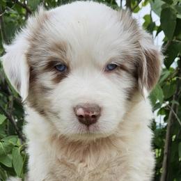 Australian Shepherds from County Line Aussies