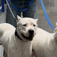 Dogo Argentinos from Thompson Midwest dogos