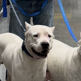 Dogo Argentinos from Thompson Midwest dogos