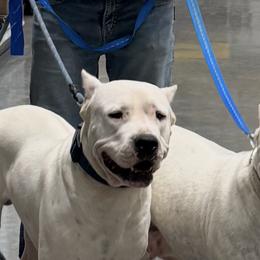 Dogo Argentinos from Thompson Midwest dogos