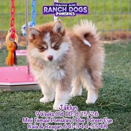 Jaklyn - Red and white female Pomsky puppy in Humeston, Iowa from M.A.R. Dogs