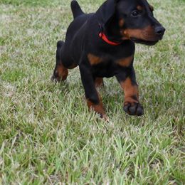 Red collar male. - Black and rust male Doberman Pinscher puppy in Lafayette, Louisiana from Indah Lux Dobermans