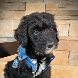 Aussiedoodle and Bernedoodle Puppies from Deer Canyon Family Doodles