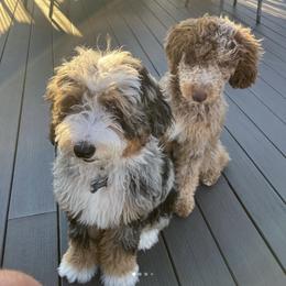 Bernedoodle Puppies from Over the Moon Poodles and Doodles